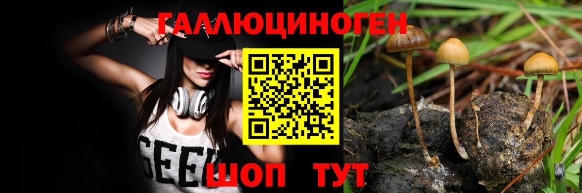 Гулькевичи  Псилоцибиновые грибы Cubensis  Вход с VPN 